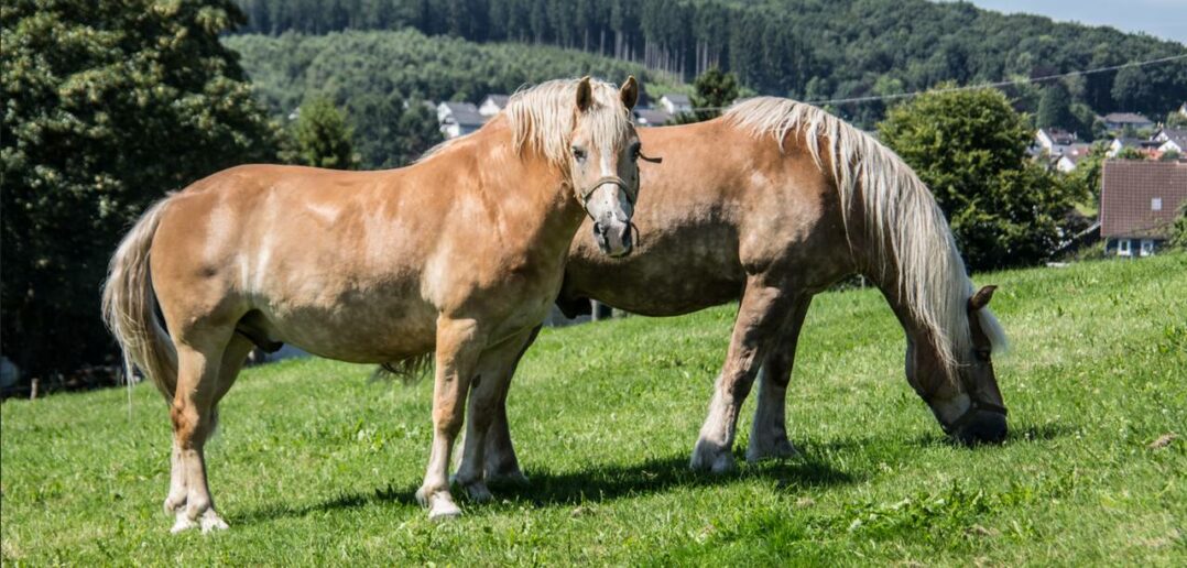 Säugetiere: Merkmale, Arten und wie sie alle leben (Foto: AdobeStock - 192313180 Dr. N. Lange)