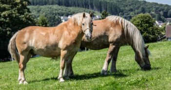 Säugetiere: Merkmale, Arten und wie sie alle leben (Foto: AdobeStock - 192313180 Dr. N. Lange)