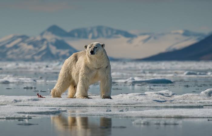 Die Anpassung an den Lebensraum geht so weit, dass viele Säugetiere sogar in den härtesten Klimaregionen der Welt leben können. (Foto: AdobeStock - 164794298 Zahi) 