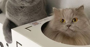 Nachhaltige Katzenhäuser aus recyclebarer Vollpappe: KittyPits revolutioniert das (Foto: ISM.)