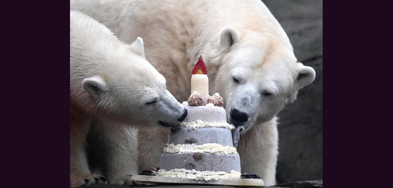 Junge Eisbärin Anouk feiert ersten Geburtstag mit Eistorte und (Foto: Tierpark Hagenbeck)