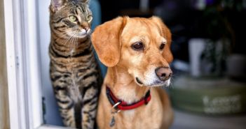 95 Hunde und Katzen aus schlechten Lebensbedingungen (Foto: AdobeStock -  kerkezz 480022826)