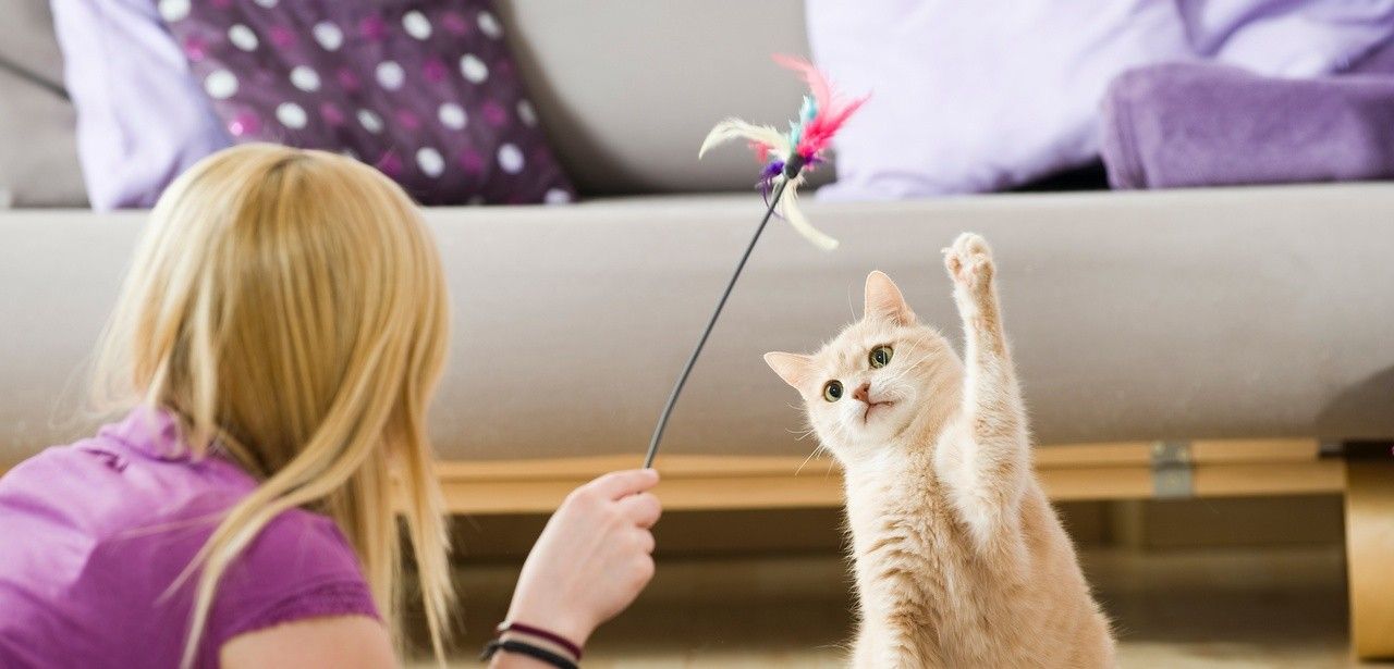 Beschäftigung für Katzen: Spielzeuge mit Leckerli und (Foto: AdobeStock - DoraZett 212139238)