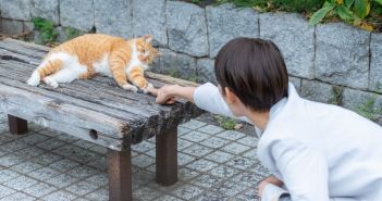 Fehlende Kastrationspflicht für Freigängerkatzen: Tierschützer fordern (Foto: AdobeStock - polkadot 499762321)