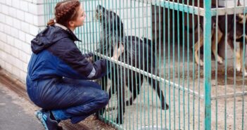 Tierheim Lippstadt und Umgebung: Adressen und Tipps für neue Haustierbesitzer (Foto: AdobeStock - 159668062 davit85)