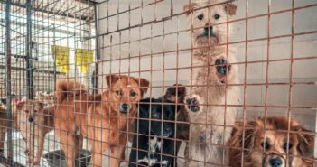 Tierheim Wipperfürth: Wo Tiere auf ein neues Zuhause hoffen (Foto: AdobeStock - 488745465 Evgenii Bakhchev)