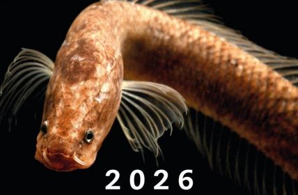 Fotokalender One of a Kind verbindet Logistik mit (Foto: Senckenberg)