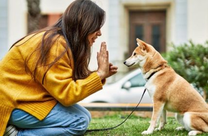 SGD bietet flexiblen Fernlehrgang Hundetrainer mit Theorie und (Foto: SGD.)