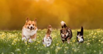 NRW-Produktion von Katzen- und Hundefutter erreicht 2024 neues (Foto: AdobeStock - nataba - 604547093)