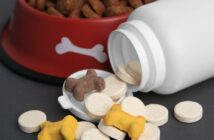 Tierapotheke für Hund & Katze: Deine Checkliste für den Notfall (Foto: AdobeStock_636813862 New Africa)