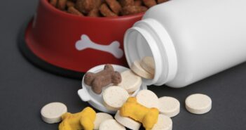 Tierapotheke für Hund & Katze: Deine Checkliste für den Notfall (Foto: AdobeStock_636813862 New Africa)