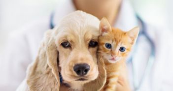 Allianz startet neue Tierkrankenversicherung mit umfassendem Rundumschutz ab (Foto: AdobeStock - famveldman - 287230444)