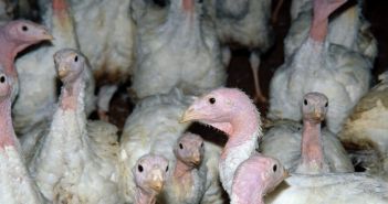 EFSA fordert Putenhaltungsstandards zur Steigerung des Tierwohls in (Foto: Deutscher Tierschutzbund e.V.)