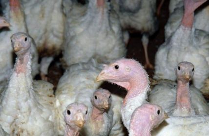 EFSA fordert Putenhaltungsstandards zur Steigerung des Tierwohls in (Foto: Deutscher Tierschutzbund e.V.)