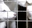 EU-Kommission verzögert Entscheidung zum Pelzhandelsverbot trotz 1,5 Millionen (Foto: Deutscher Tierschutzbund e.V.)