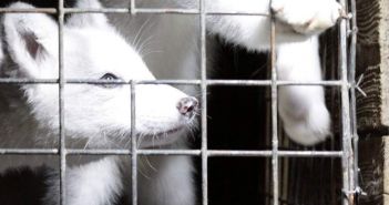 EU-Kommission verzögert Entscheidung zum Pelzhandelsverbot trotz 1,5 Millionen (Foto: Deutscher Tierschutzbund e.V.)