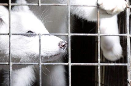 EU-Kommission verzögert Entscheidung zum Pelzhandelsverbot trotz 1,5 Millionen (Foto: Deutscher Tierschutzbund e.V.)