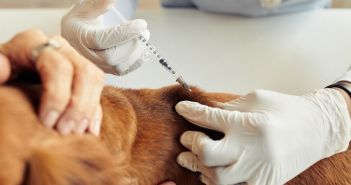 Importierter Tollwutfall weckt Sorgen: Regelmäßige Impfungen bleiben dauerhaft (Foto: AdobeStock - Seventyfour - 517778159)