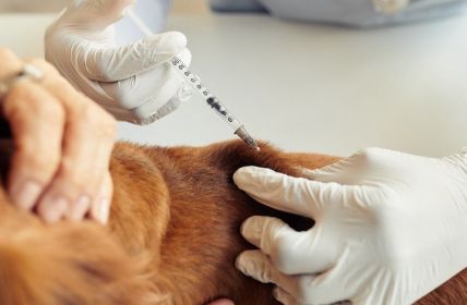 Importierter Tollwutfall weckt Sorgen: Regelmäßige Impfungen bleiben dauerhaft (Foto: AdobeStock - Seventyfour - 517778159)