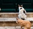 Jedes Katzenleben zählt zeigt Top-Irrtümer auf und fördert (Foto: AdobeStock - Sarah Rypma - 623835870)