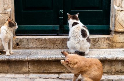 Jedes Katzenleben zählt zeigt Top-Irrtümer auf und fördert (Foto: AdobeStock - Sarah Rypma - 623835870)