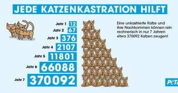 Landkreis Günzburg führt verbindliche Katzenschutzverordnung ab September 2026 (Foto: PETA)