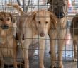 Nathan Goldblat fordert jetzt EU-Förderstopp für Rumäniens grausame (Foto: Deutscher Tierschutzbund e.V.)