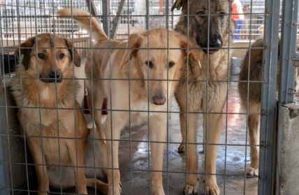 Nathan Goldblat fordert jetzt EU-Förderstopp für Rumäniens grausame (Foto: Deutscher Tierschutzbund e.V.)