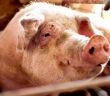 Neustrukturierung des BMLEH ab März: Effizient, aber ohne (Foto: Deutscher Tierschutzbund e.V.)