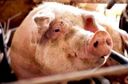 Neustrukturierung des BMLEH ab März: Effizient, aber ohne (Foto: Deutscher Tierschutzbund e.V.)