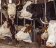 Niedersachsen verbietet Anbindehaltung bei Rindern - Millionen Tiere (Foto: Deutscher Tierschutzbund e.V.)