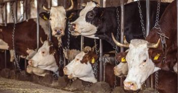 Niedersachsen verbietet Anbindehaltung bei Rindern - Millionen Tiere (Foto: Deutscher Tierschutzbund e.V.)