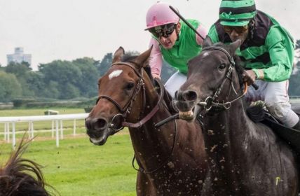 Tierschutzbund kritisiert Galopprennsport 2025 wegen massivem Peitscheneinsatz und (Foto: Deutscher Tierschutzbund e.V.)