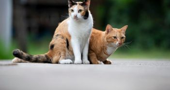 Tierschutzbund unterstützt landesweite Frühjahrskastrationsaktion Schleswig-Holstein mit 20.000 Euro (Foto: AdobeStock - Champ - 664698892)