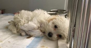 Tollwutfall im Tierheim: Tierschutzbund fordert umfassende Regulierung des (Foto: Deutscher Tierschutzbund e.V.)