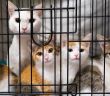 VG Mainz weist Eilantrag gegen Katzenschutz §16a TierSchG (Foto: AdobeStock - lili - 512280629)