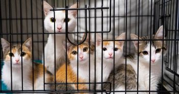 VG Mainz weist Eilantrag gegen Katzenschutz §16a TierSchG (Foto: AdobeStock - lili - 512280629)