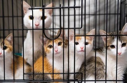 VG Mainz weist Eilantrag gegen Katzenschutz §16a TierSchG (Foto: AdobeStock - lili - 512280629)