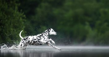 Allianz startet neue Tierkrankenversicherung mit vier Tarifen und (Foto: AdobeStock - omica - 1696925532)