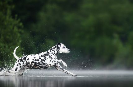 Allianz startet neue Tierkrankenversicherung mit vier Tarifen und (Foto: AdobeStock - omica - 1696925532)