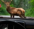 Frühlingswildwechsel erhöht Unfallrisiko auf Landstraßen und Waldwegen deutlich (Foto: AdobeStock - Biewer_Jürgen - 244715526)