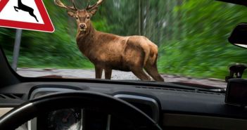 Frühlingswildwechsel erhöht Unfallrisiko auf Landstraßen und Waldwegen deutlich (Foto: AdobeStock - Biewer_Jürgen - 244715526)