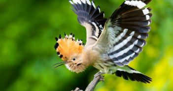 Junger Naturfotograf Bonzheim verbindet Fotografie Wissenschaft und regionalen (Foto: Hannes Bonzheim)
