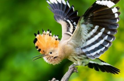 Junger Naturfotograf Bonzheim verbindet Fotografie Wissenschaft und regionalen (Foto: Hannes Bonzheim)