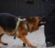 PETA fordert jetzt verpflichtenden Hundeführerschein mit Sachkundenachweis in (Foto: Symbolfoto: AdobeStock - lisovoy - 109464526)