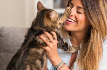 Positive Verstärkung statt Strafe: Katzenverhalten effektiv mit Lob (Foto: AdobeStock - Krakenimages.com - 215390572)