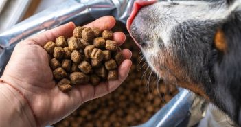 Tackenberg startet Rückruf von Hund- und Katzenfutter wegen (Foto: AdobeStock - Zkolra - 363191115)