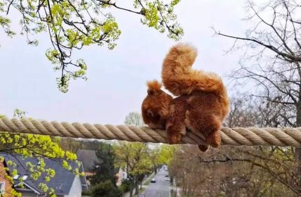 Witterungsbeständiges Eichhörnchenseil sichert effiziente Überquerung der Kohlisstraße in (Foto: aktion tier, Ursula Bauer)