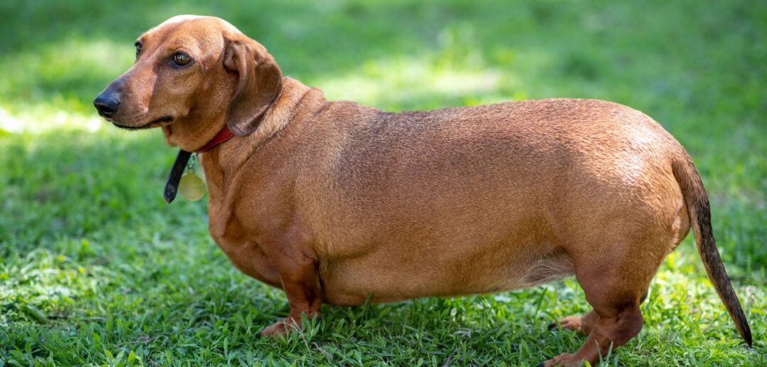 Spezialfutter für übergewichtige Hunde: So erkennen Sie ein gutes Diätfutter (Foto: AdobeStock - Dmitrii - 207623433)