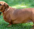 Spezialfutter für übergewichtige Hunde: So erkennen Sie ein gutes Diätfutter (Foto: AdobeStock - Dmitrii - 207623433)